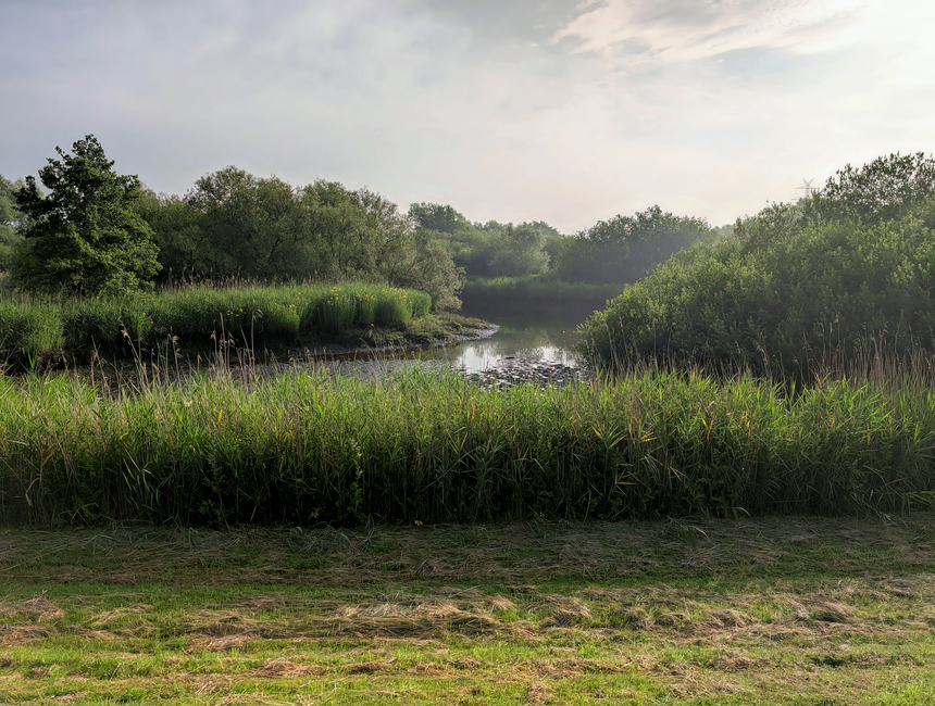 A person wearing a black cap, white t-shirt, camouflage overalls, and gloves stands at the edge of a wetland pond during daylight, using a net attached to a long handle to remove floating debris and a